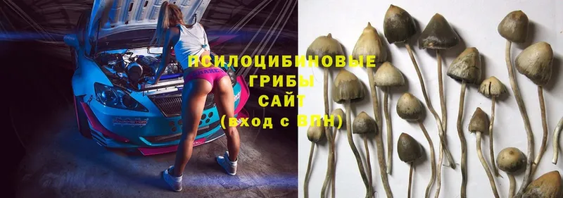 Галлюциногенные грибы Psilocybe  дарнет шоп  Борзя 